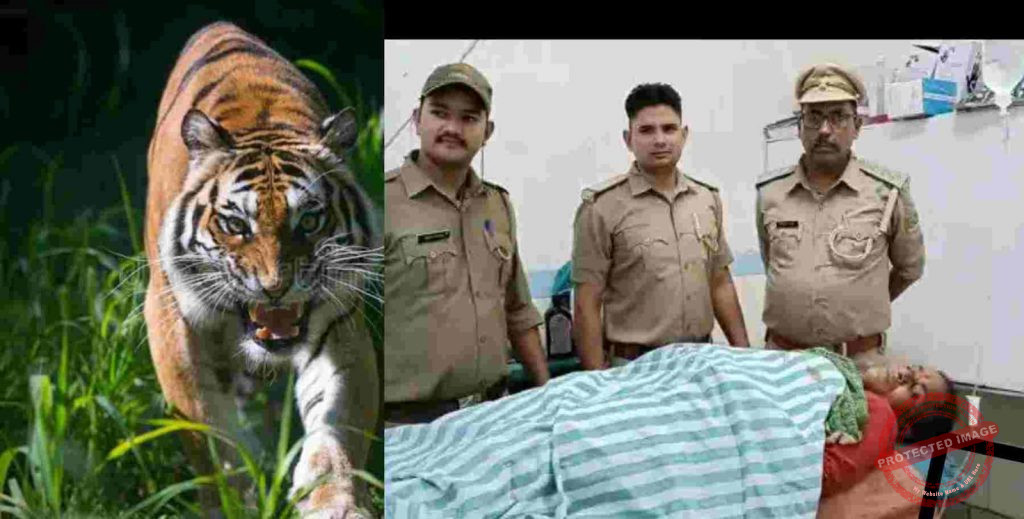 IMG-20220724-WA0000-1024x519