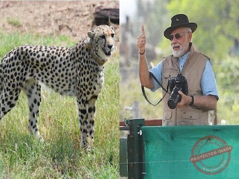 Project-Cheetah-PM-Modi