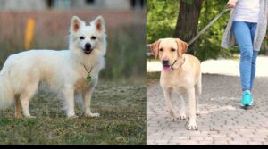 Collage_2023-07-29_22_53_112_65pu29kZ8N