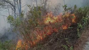nainital-forest-fire_673a10216d5634a42f76141404629739.jpeg