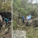 🐘 बाघ एक्सप्रेस की टक्कर से हाथी की दर्दनाक मौत, एक घंटे तक चिंघाड़ता रहा झुंड; लोको पायलट पर कार्रवाई की तैयारी